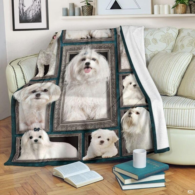 Maltese dog framed gallery wall dog blanket draped over sofa