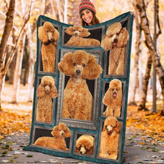 Apricot poodle portrait graphic blanket displayed on living room chair