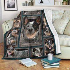 Australian Cattle Dog blanket draped over an armchair displaying framed dog portraits on a teal background.