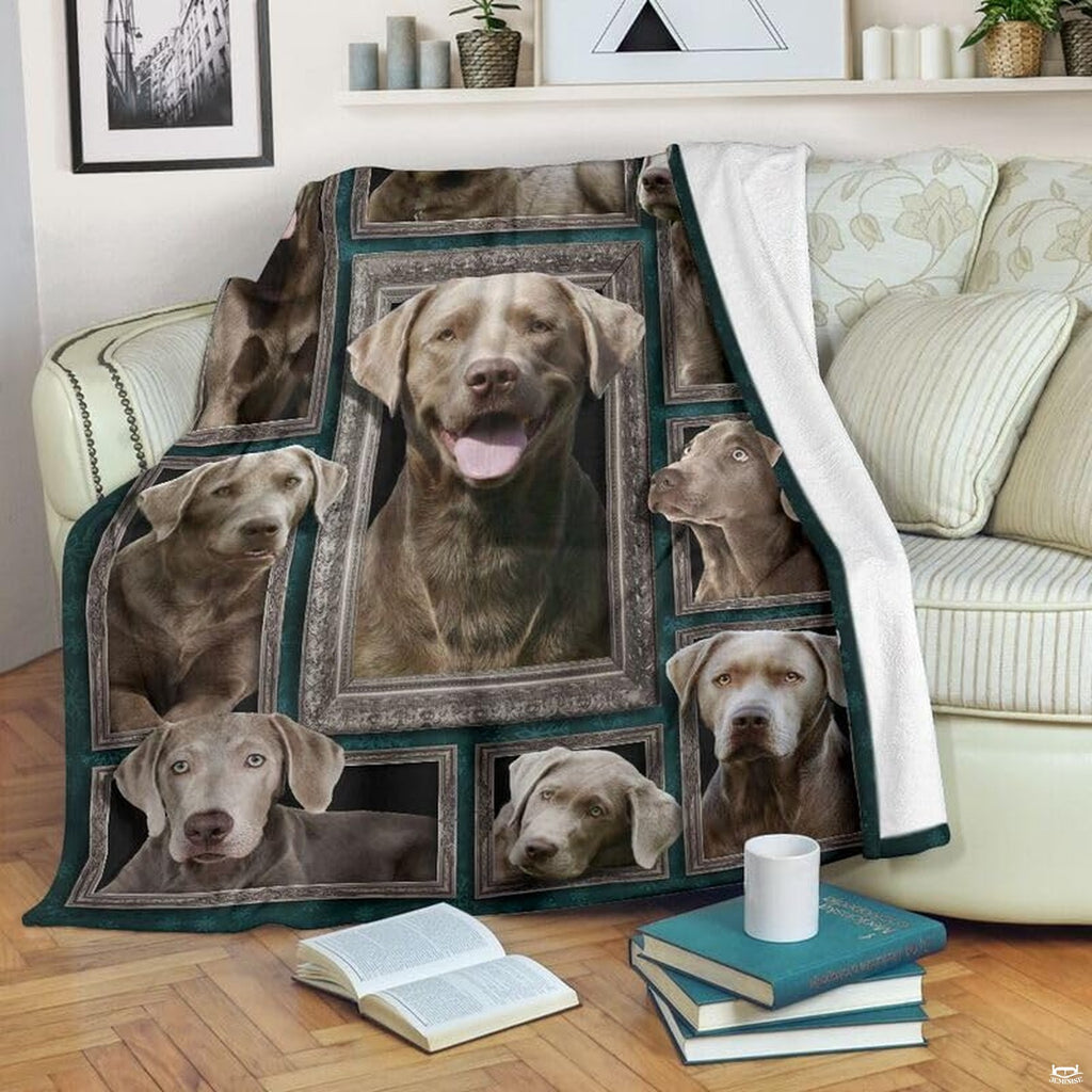 Silver Labrador framed gallery wall dog blanket draped over sofa
