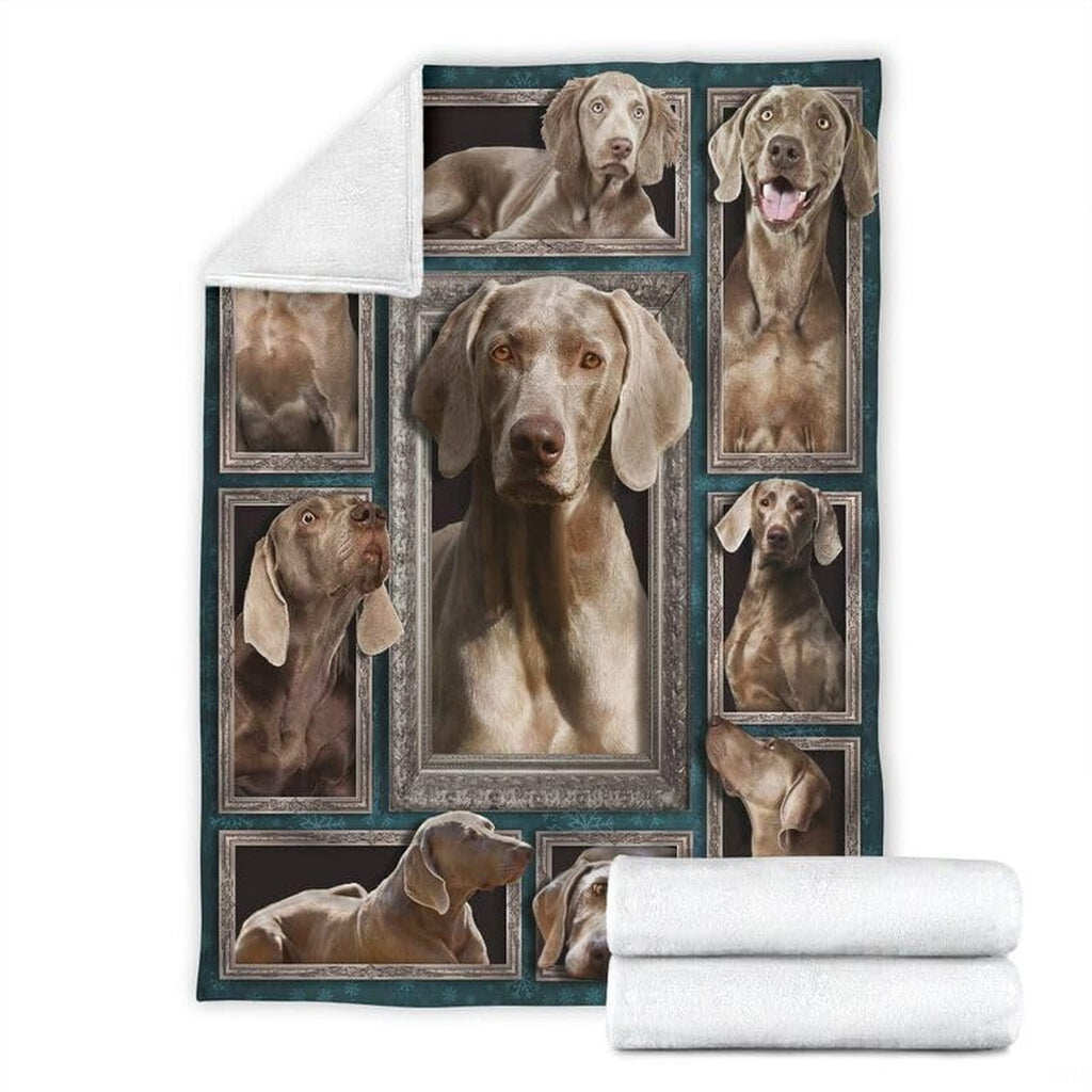 Overhead perspective of Weimaraner dog portraits arranged in a salon gallery composition.
