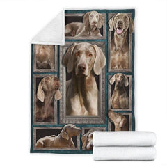 Overhead perspective of Weimaraner dog portraits arranged in a salon gallery composition.