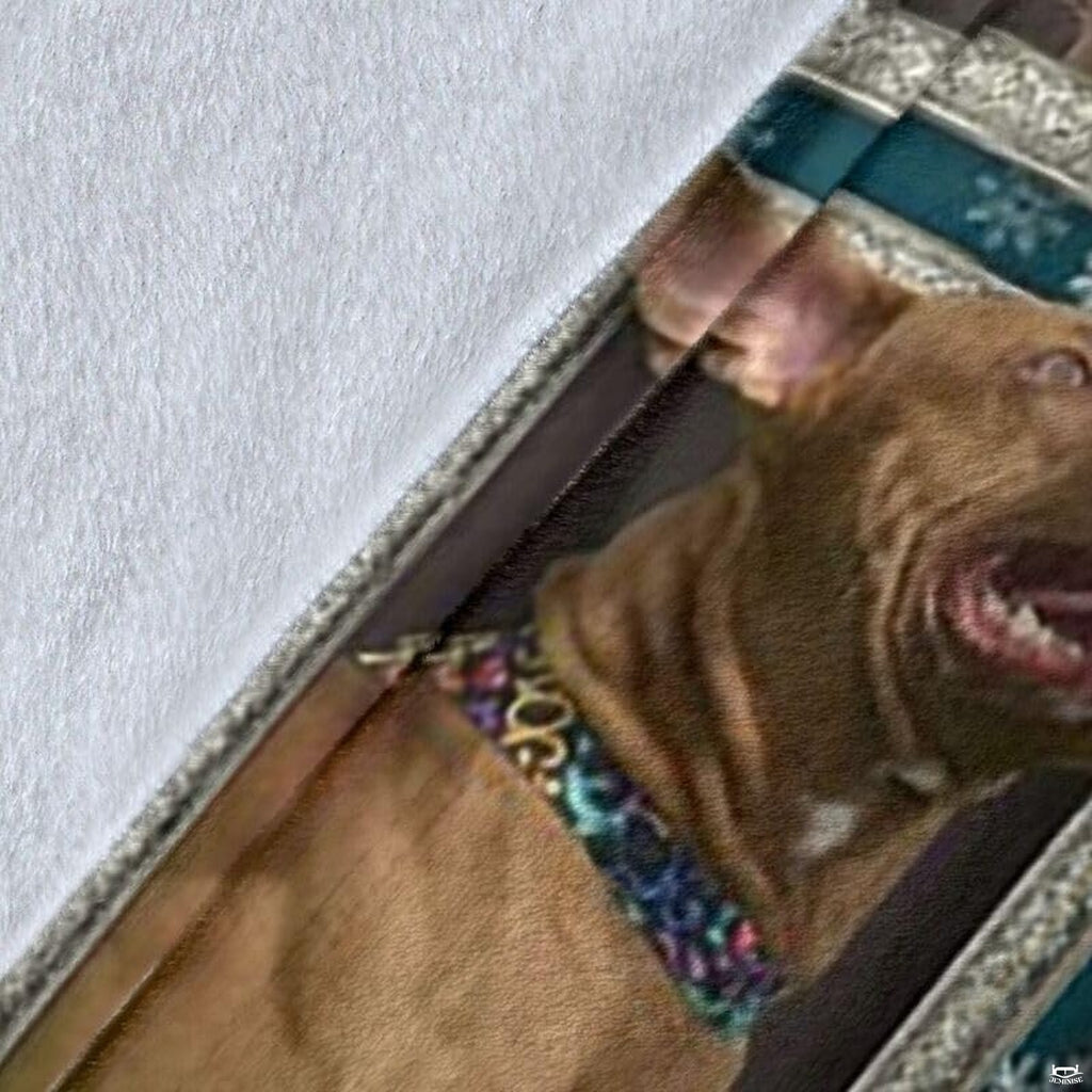 Pit Bull Terrier decorative throw blanket display.